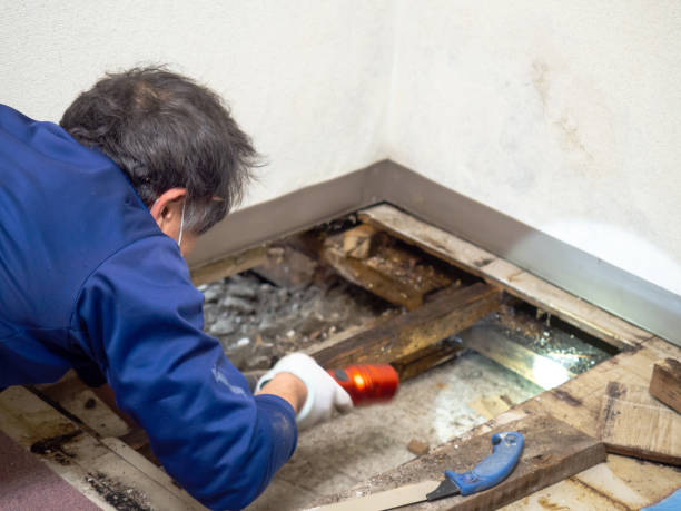 Best Residential Mold Removal  in Wedgefield, FL