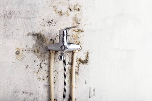 Trusted Wedgefield, FL Mold Removal Experts