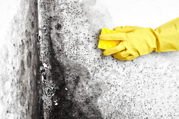 Best Best Mold Removal Companies  in Wedgefield, FL