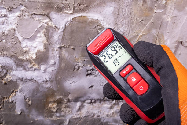 Best Mold Removal Near Me  in Wedgefield, FL