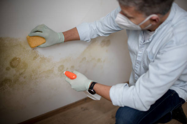 Best Mold Removal Process  in Wedgefield, FL