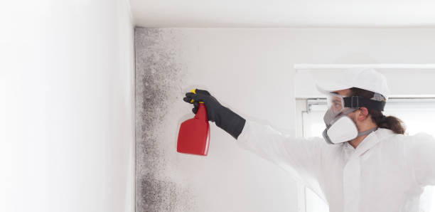 Best Attic Mold Removal  in Wedgefield, FL