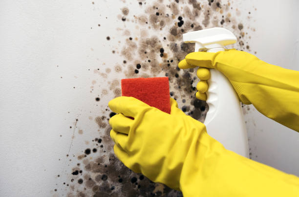 Best Local Mold Removal Service  in Wedgefield, FL