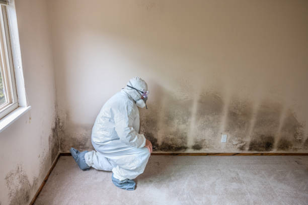 Best Emergency Mold Removal  in Wedgefield, FL