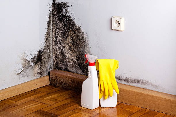 Attic Mold Removal in Wedgefield, FL