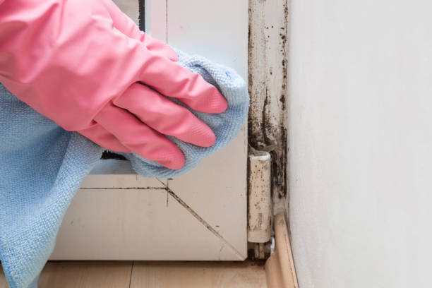 Mold Removal Process in Wedgefield, FL