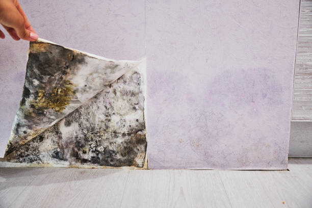 Best Mold Cleaning Services  in Wedgefield, FL